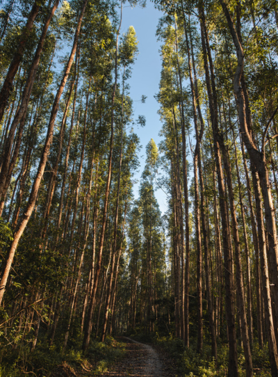 MDC Energia é pioneira em projetos de Biometano e Gás Natural